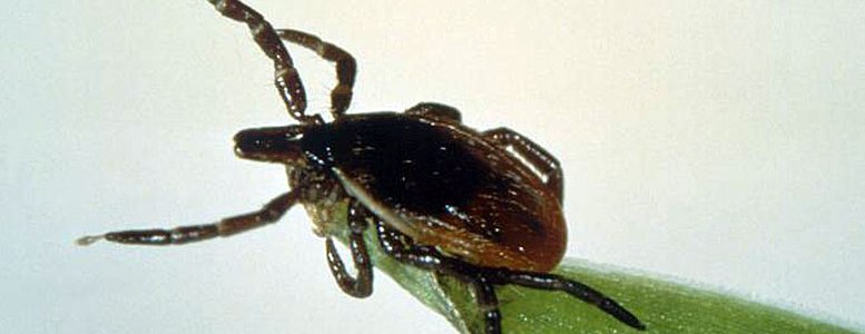 Ticks can attach to any part of the human body but are often found in hard-to-see areas such as the groin, armpits, and scalp. In most cases, the tick must be attached for 36-48 hours or more before the Lyme disease bacterium can be transmitted.