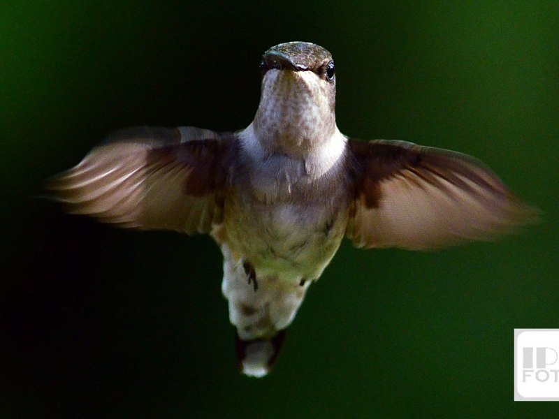 Hummingbirds’ Spatial Awareness and Flight Control Inspire Future Aerial Technologies